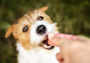 Earth Buddy Celebrates Independent Pet Retailers by Making Every Day “Neighborhood Pet Store Day”