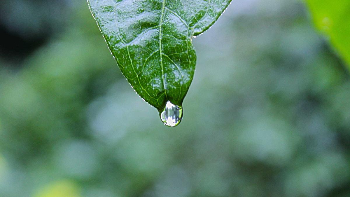 Green leaf with a drop of water