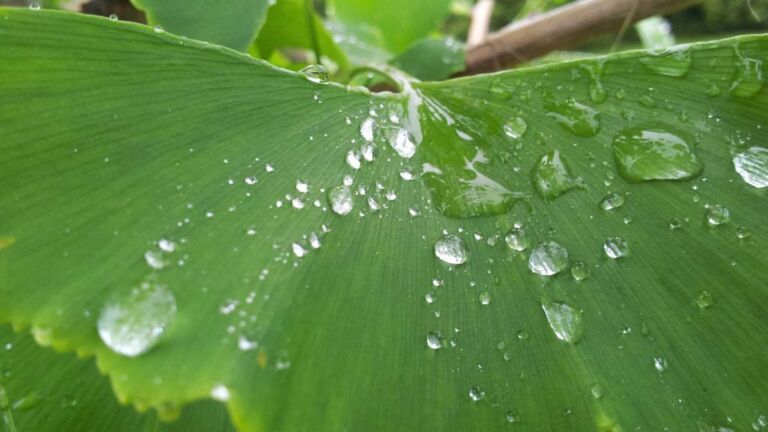 Water drops on a green leaf