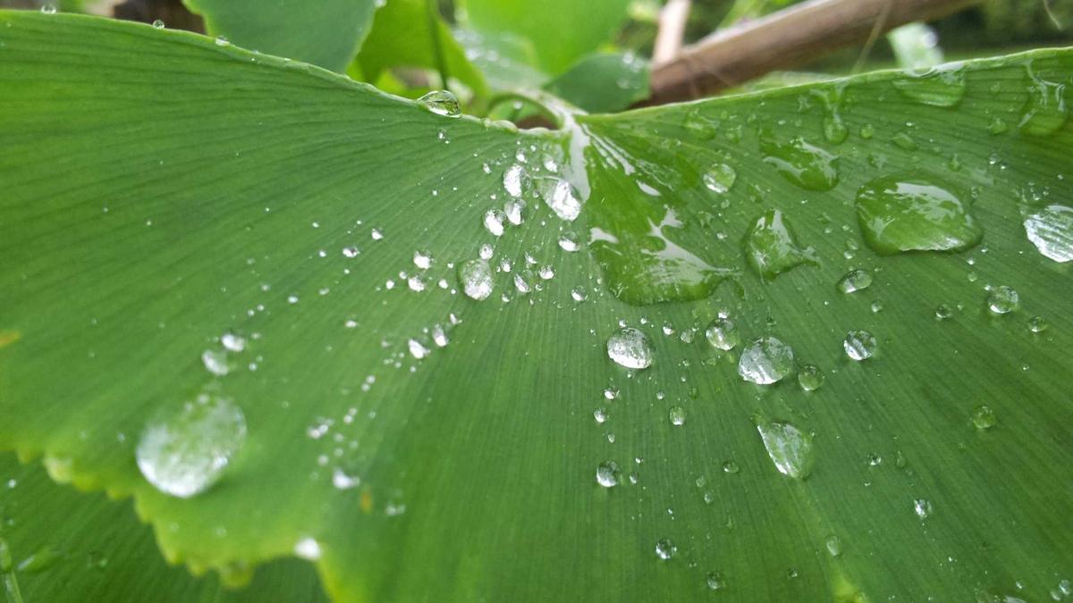 Water drops on a green leaf