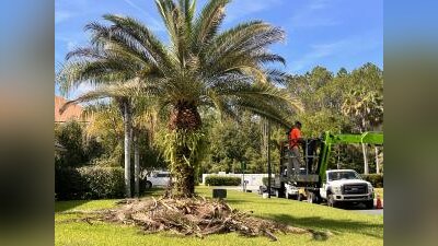 Tree Tech Tree Service debuts new website after nearly 40 years in Jacksonville